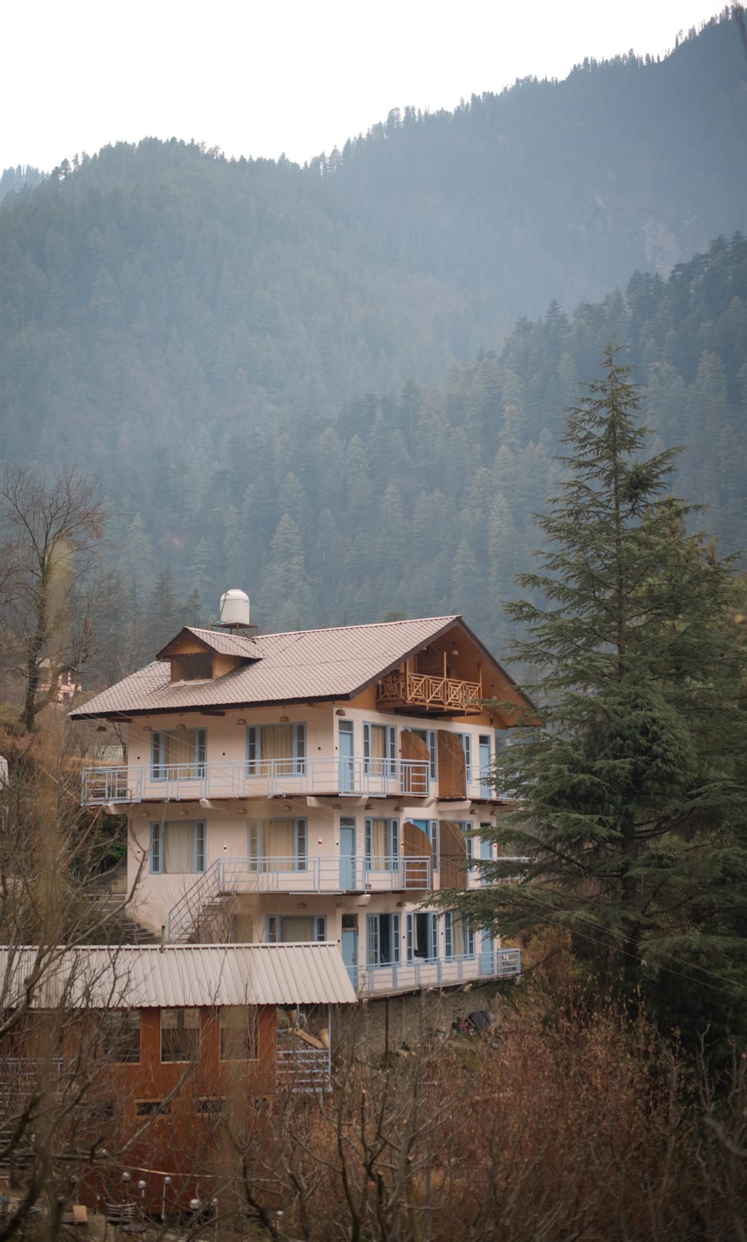 Bleeblu Stays among deodar trees